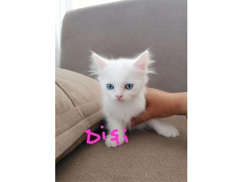 Scottish fold ve straight longhair yavrular