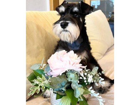 Fcı pedigreeli miniature schnauzer yavrusu