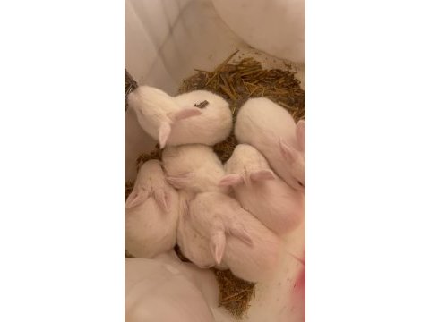 Yavru lop tavşan