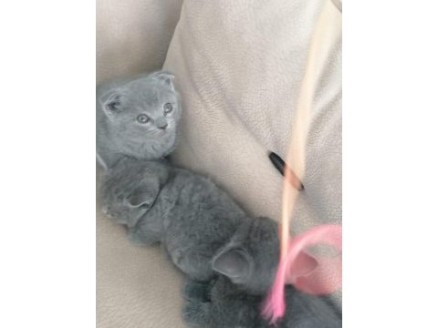 Orjinal scottish fold ve british shorthair 4 yavru