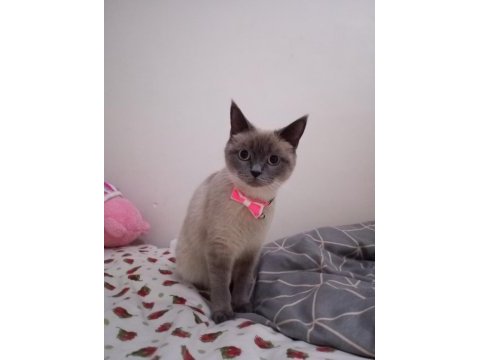 1 yaşında british shorthair kedimiz