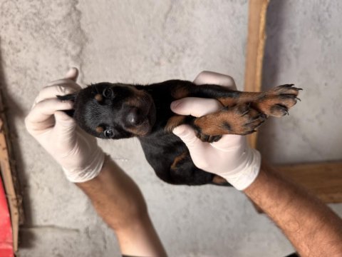 Anne altından doberman yavruları