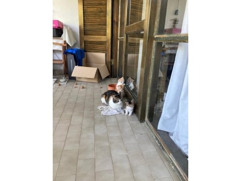 Balıkesir burhaniye acil yavru kedimi sahiplendirme