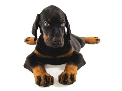 Orjinal kan hattı şampiyon soy doberman