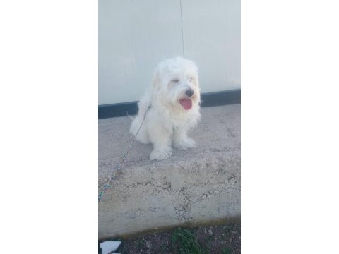 Eğitimli akıllı evcil köpeğimiz