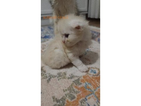 Scottish fold kedisi