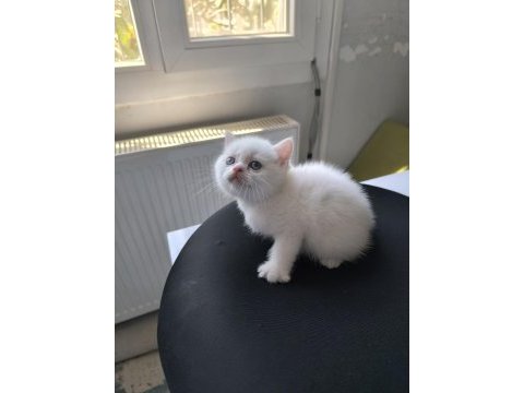 Kedimize çok uyguna vereceğim