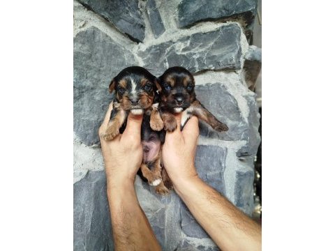 Sevimli yorkie yavrumuz mutluluk getirmeye hazır!