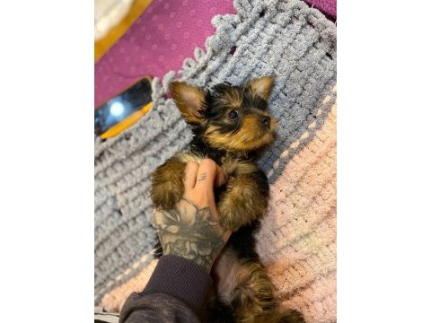 18 ekim doğumlu teacup yorkshire terrier