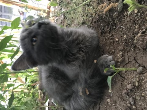3 aylık yavru kediye kalıcı yuva arayışımız vardır
