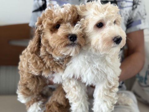 Wc eğitimli aşılı pasaportlu maltipoo yavrular