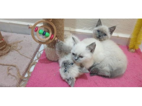 British shorthair blue point yavrular