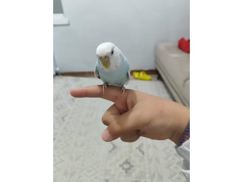 Eş muhabbet kuşu