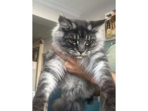 Asil maine coon yavrular