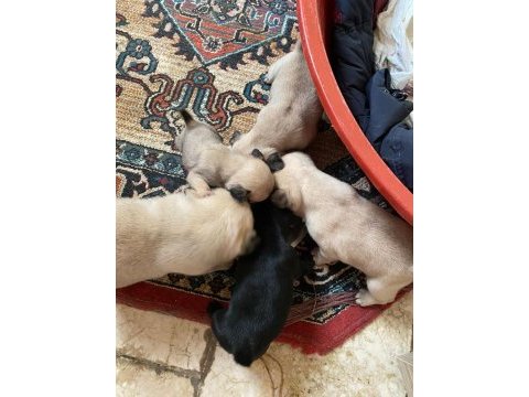 A kalite pug yavrularımız görülmeye değer