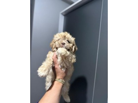 Maltipoo bebek yavrular
