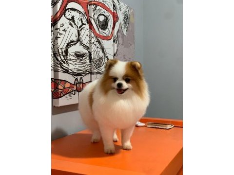 Pomeranian boo