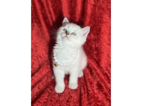 Uysal british shorthair bebekler