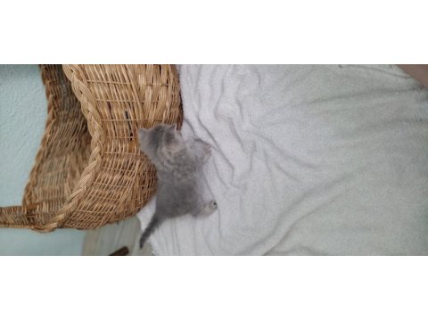 British shorthair 1 aylık
