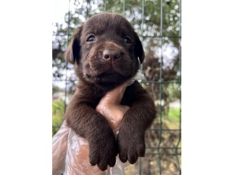 Harika güzellikte labrador yavrular