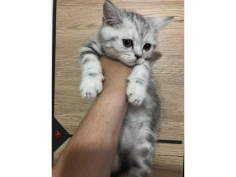 Aileye teslim yavru kediler