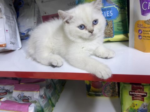 British shorthair ayıcık kardeşler silver point
