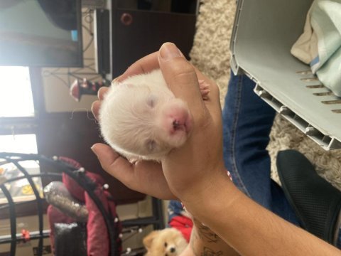 3 haftalık ön talep pomeranian