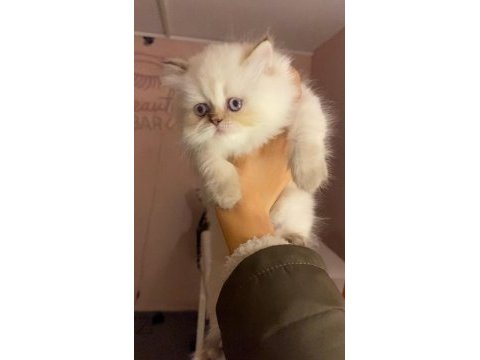Bembeyaz mavi gözlü british longhair