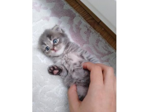 Sahiplendirme scottish fold
