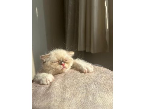 Scottish fold yavrumuz
