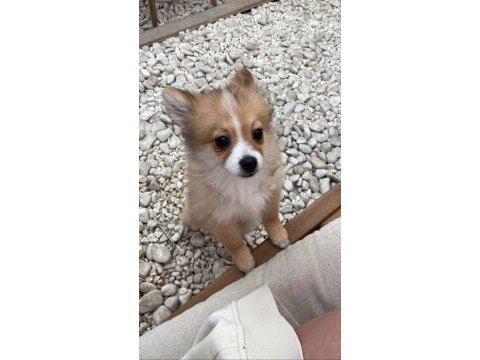 Pomeranian yavrular