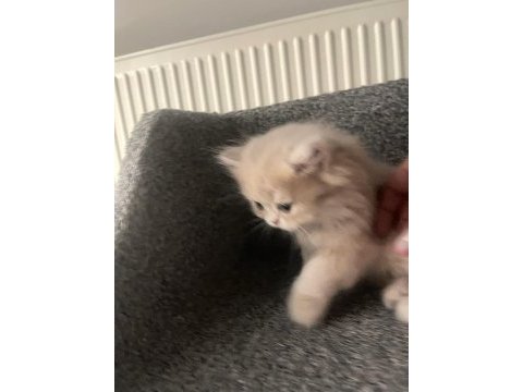 British longhair yavru kedimiz