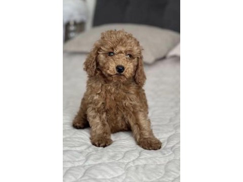 Toy poodle köpeğimiz