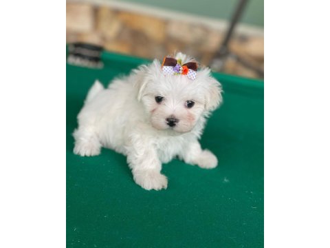 Beyaz morkie maşallah demeyi unutmayın 1.250gr