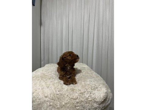 Mükemmel toy poodle yavrular yeni ailesini arıyor