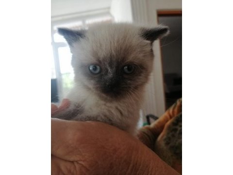 Tek kardeş olan british shorthair kızımız cocoy