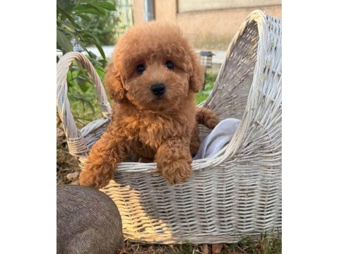 Maltipoo  yavrularımız 