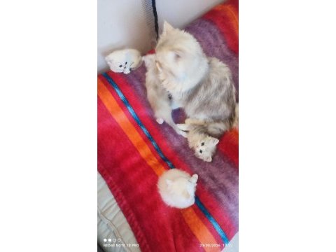 Biritish 2 aylık yavrularımız