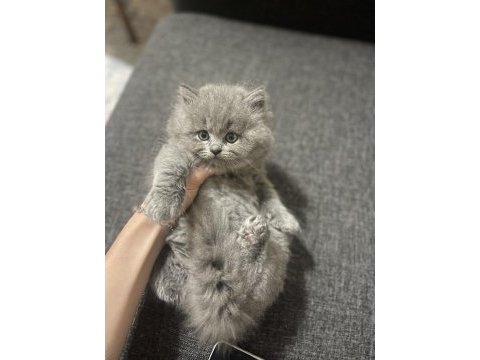 Safkan british longhair yavrumuza sevgi dolu yeni yuva