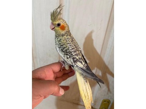 50 günlük kusursuz pearl sultan papağanı bebek