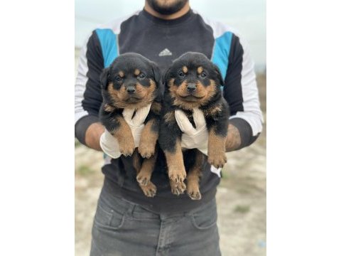 Rottweiler yavruları yeni ailelerini bekliyor