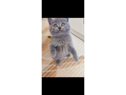 Gri erkek yavru kedimiz