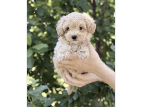 Toy poodle yavrumuz