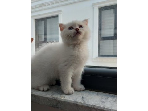 Scottish fold kızım yeni yuvasını bekliyor