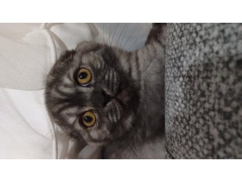 Çok akıllı cana yakın oyuncu kedimiz