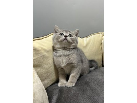 Tabby british shorthair