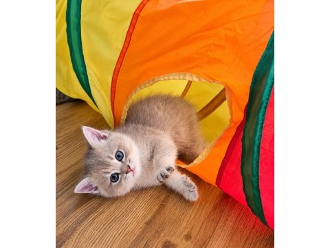 2.5 aylık british shorthair