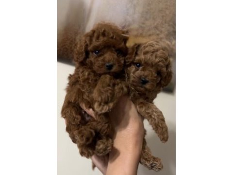 Küçük boy toy poodle değerlendirmeden geçmeyin