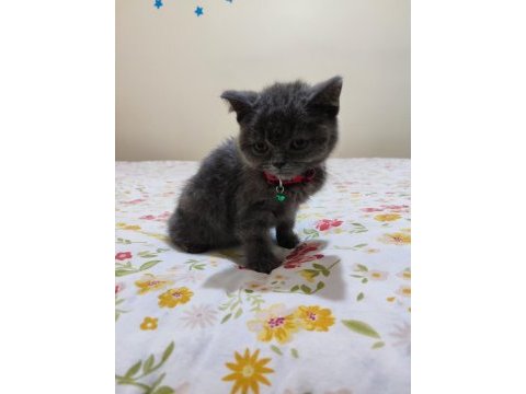 2 aylık erkek british shorthair