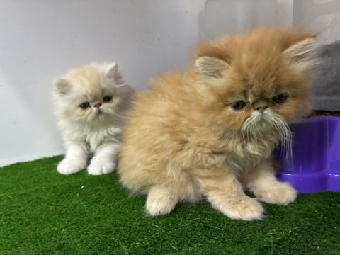 İran persian yavrular
